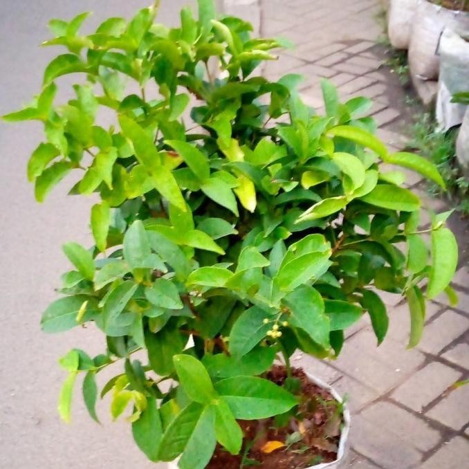 Terlaris Pohon Jambu Air Cincalo/Tanaman Jambu Air Cincalo Siap Aww