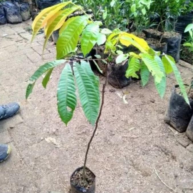 Bibit Tanaman Buah Matoa-Bibit Matoa-Bibit Matoa Cangkok & Okulasi THE PREMIUM