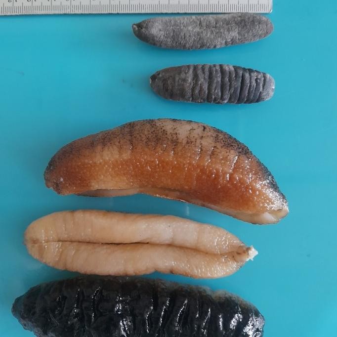 Promo Teripang/Sea Cucumber Gosok 100 Kering