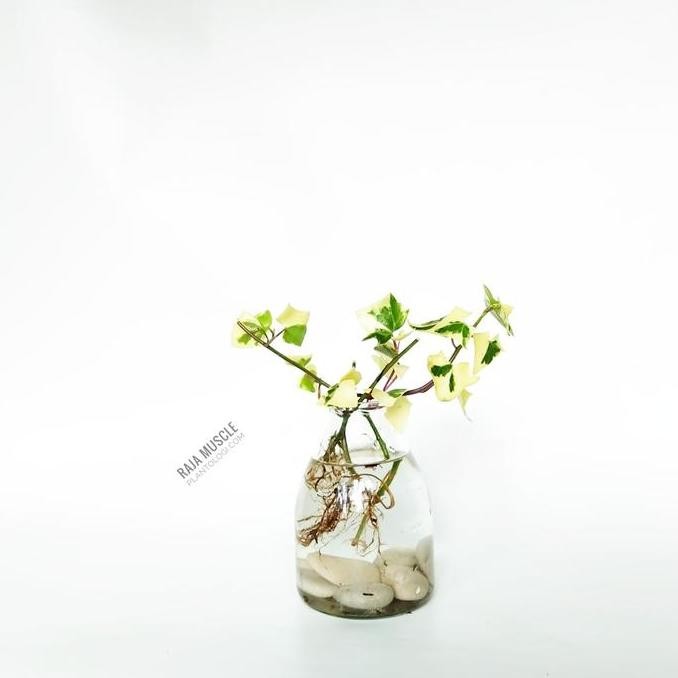 Aquaterra - Hedera Helix Ivy / Tanaman Hias Varigata Putih