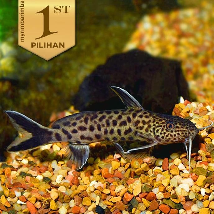 Petricola Totol Ikan Hias Aquascape Hiasan Aquarium Tanaman Air Tawar