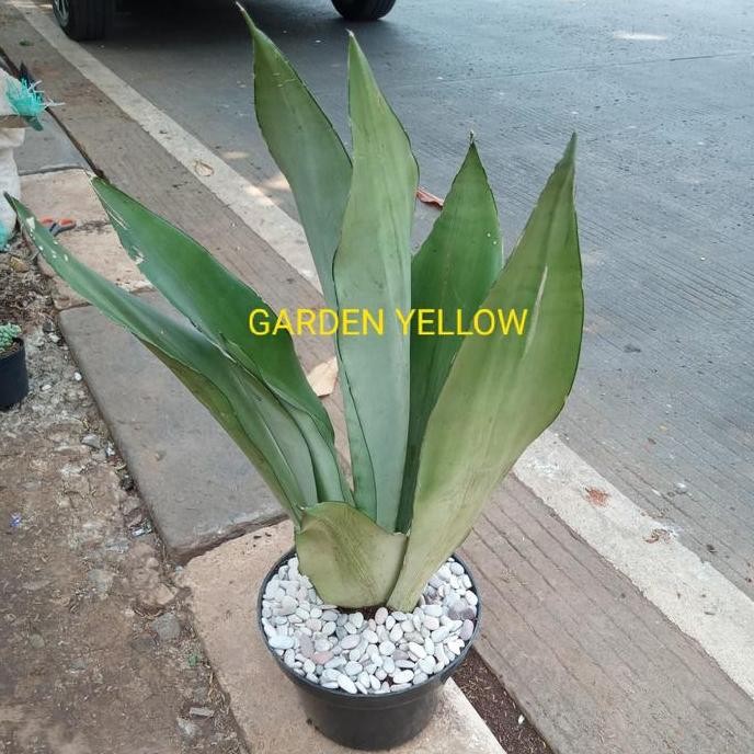 TANAMAN LIDAH MERTUA / SENSIVERA MOONS WHIT +POT DAN BATU