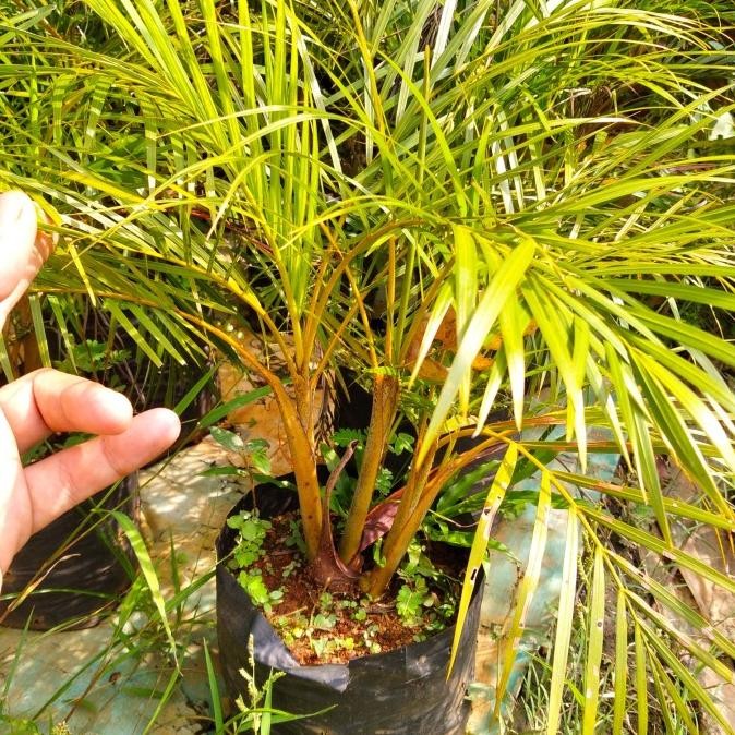 Pohon hias palem kuning mini