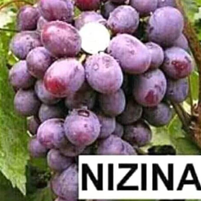 

Bibit Buah Anggur Import Nizina