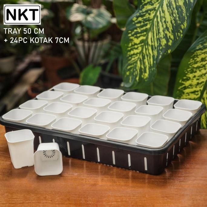 Tray 50 cm + Pot Kotak NKT 7 cm ( 20 pcs )