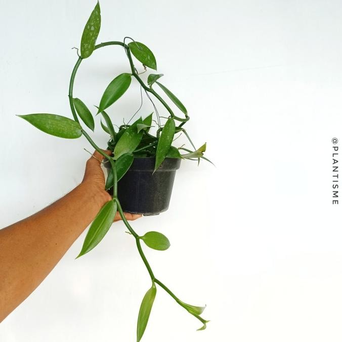 Tanaman Buah Vanili Vanilla Planifolia