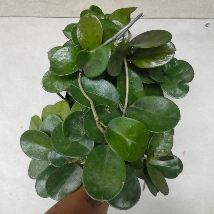 Terlaris Tanaman Hias Hoya Obovata/ Hoya/ Hoya Bulat /Pot
