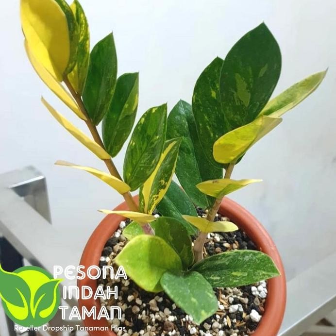 Terlaris Tanaman Hias Zamia Culcas Varigata - Zamia Dollar Varigata