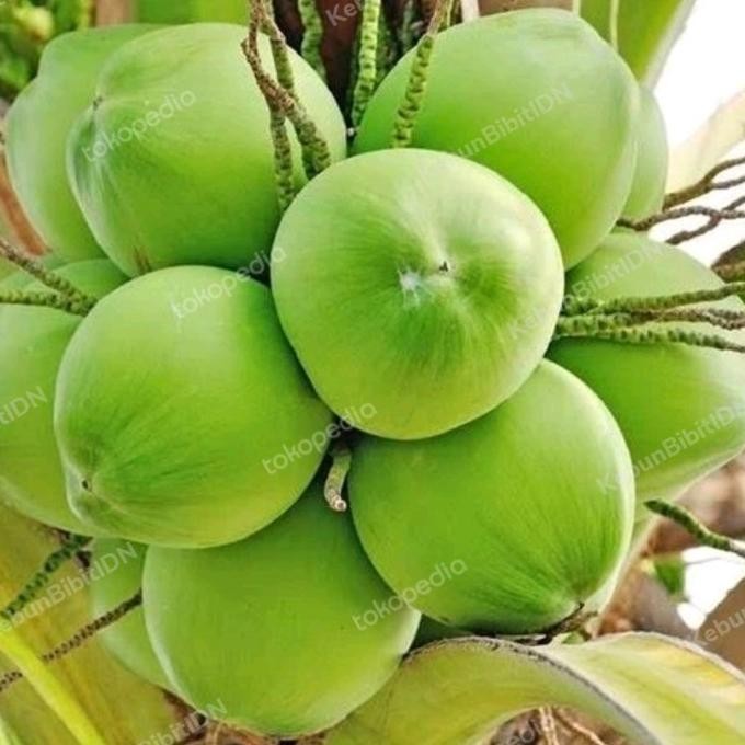 Bibit Buah Kelapa Wulung Genjah 100%Asli | Kelapa Wulung Genjah FFFF