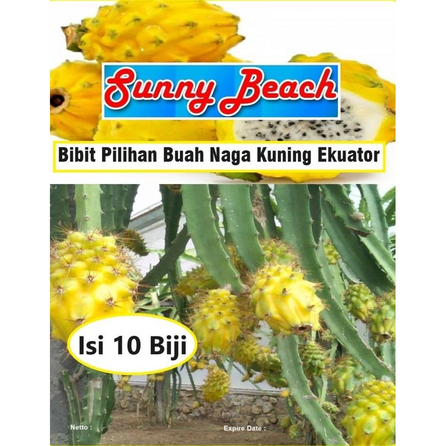 Bibit Pilihan Buah Naga Kuning Ekuator | Biji Benih Buah Naga Kuning