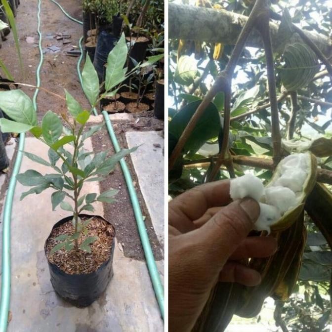 TANAMAN BIBIT POHO BUAH SALJU KHAS BALI SSSS FFFF