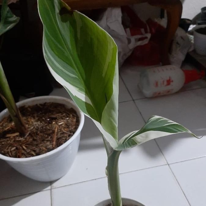 Bibit pisang variegata musae PREMIUM