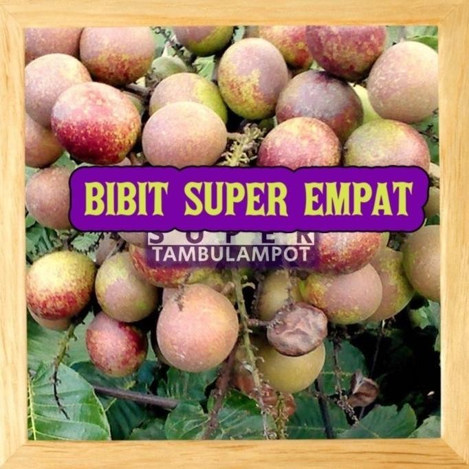 Mitra Bibit Tanaman Bibit Tanaman Buah Matoa Super Okulasi Stek PREMIUM