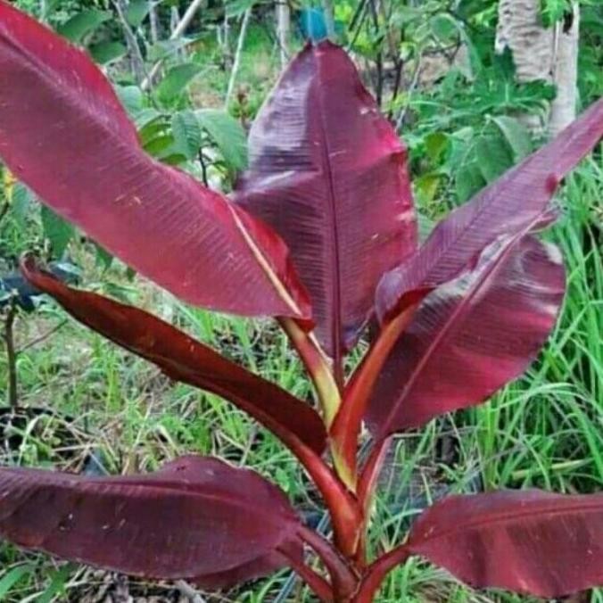 bibit bonggol pisang ruby merah siam asli sumatra AZZ