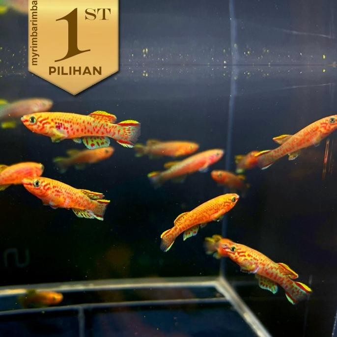Terlaris Paket Koloni (Isi 10) Killifish Gardneri Ikan Hias Aquascape Hiasan Aquarium Tanaman Air Ta