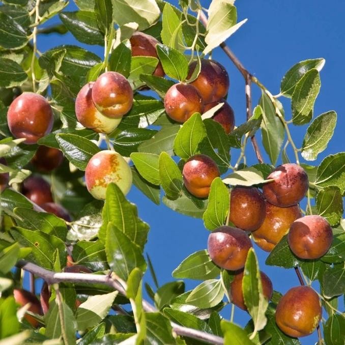 Benih Bibit Biji - Buah Jujube Angco Kurma Korea Kurma China (Ziziphus