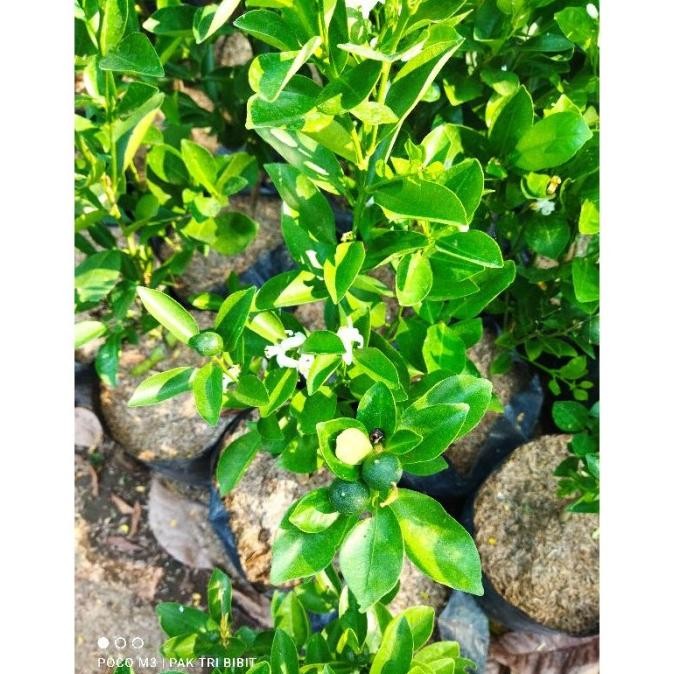 Produc Bibit Pohon Jeruk Kip/Lemon Cina Sdh Berbuah Kecil2 Tinggi