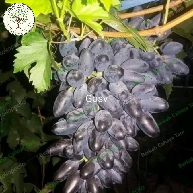 pohon anggur hitam gosv impor-bibit tanaman buah anggur impor gosv