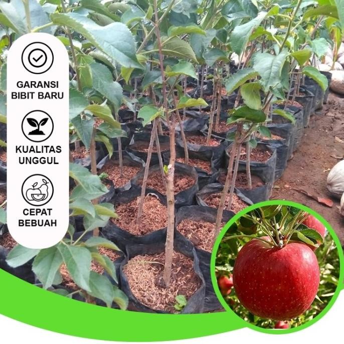 Bibit Buah Bibit Apel Merah Bibit Buah Unggul Siap Berbuah Bibit