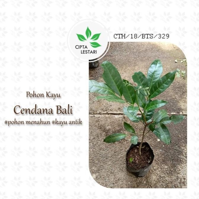 Bibit Pohon Cendana ngi Bibit Cendana Bali Pohon Cendana ngi SUPER