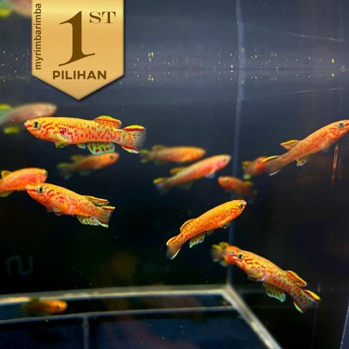 Terlaris Paket Koloni (Isi 10) Killifish Gardneri Ikan Hias Aquascape Hiasan Aquarium Tanaman Air Ta
