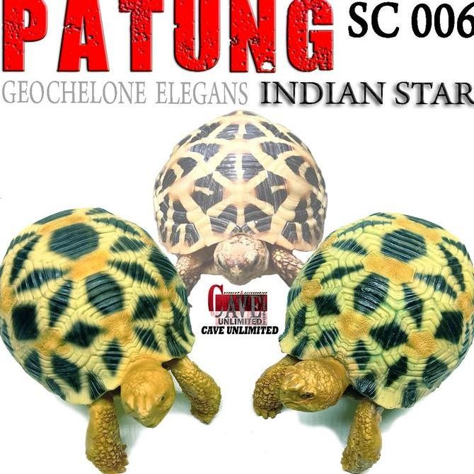 Produk Baru Sc006 Replika Patung Pajangan Miniatur Tortoise Kura Darat Indian Star  Geochelone Elega