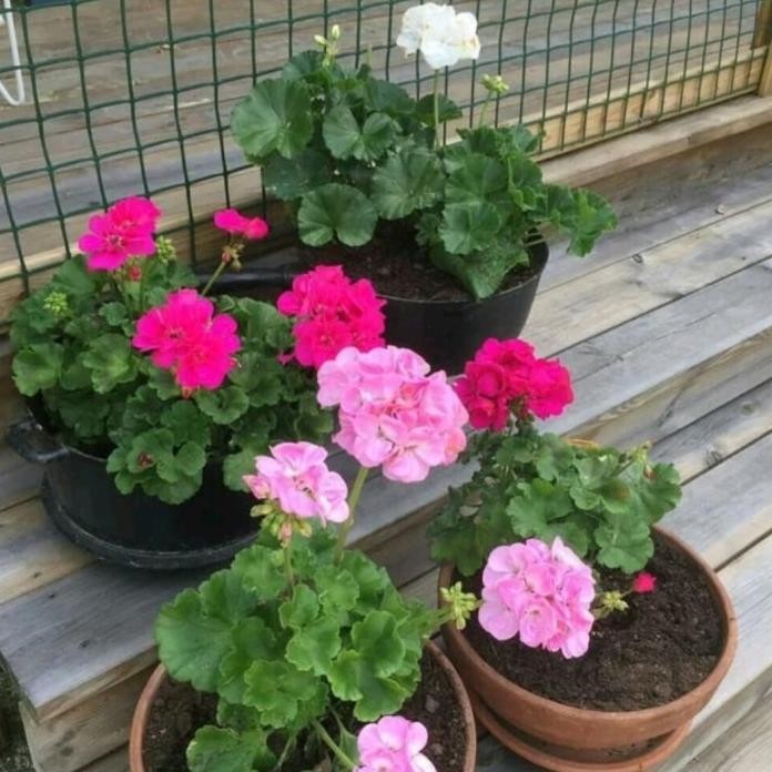 Terlaris Tanaman Hias Geranium // Bunga Geranium