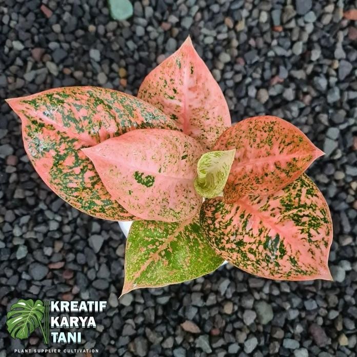 Terlaris Tanaman Hias Aglonema Stardust Orange - Aglonema Stardust Orange