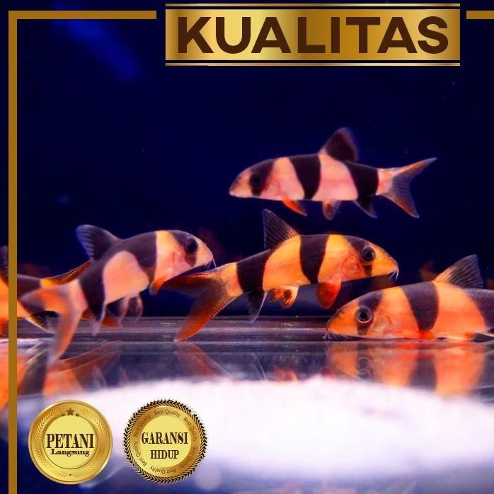 Terlaris Botia Badut Ikan Hias Aquascape Hiasan Aquarium Tanaman Air Tawar