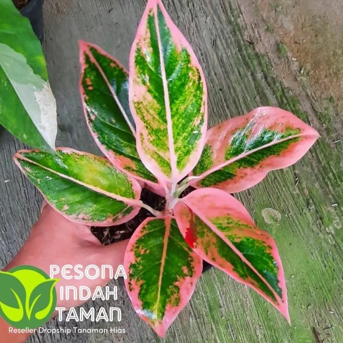 Terlaris Tanaman Hias Aglonema Lipstik Puding - Aglonema Lipstik Puding