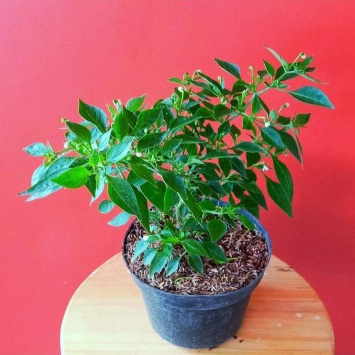 Terlaris Tanaman Hias Bumbu Dapur Cabe Rawit Pedas Sudah Berbuah Inc Pot Hitam