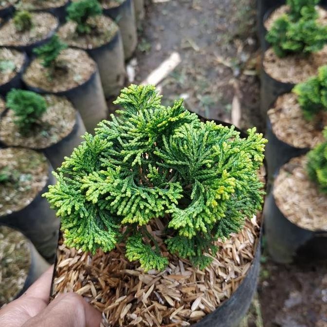 Tanaman  Cemara HInoki Mini Bahan bonsai murah