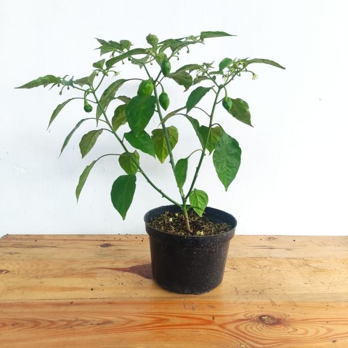 Tanaman Buah Cabai Pohon Cabe Paprika murah