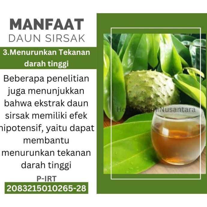 

Grosir Teh Daun Sirsak Alami 100 Original Alami Dan Organik Teh Daun Sirsak Ekstrak Daun Sirsak Teh Daun Sirsak Kering Daun Sirsak Bubuk