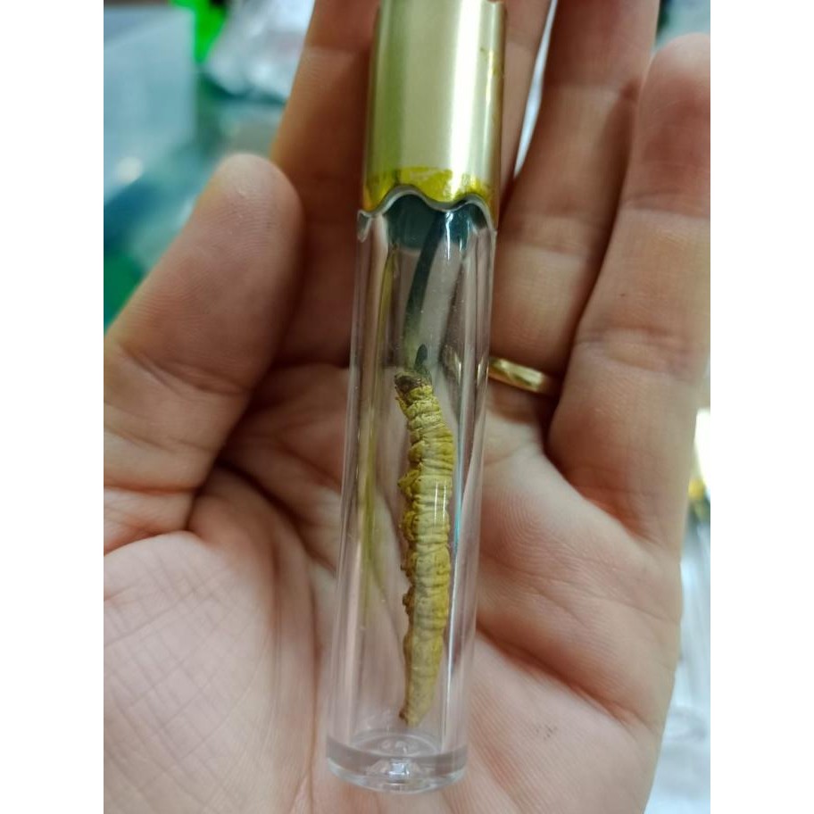 

Grosir Cordyceps Premium Organik Dong Chong Xia Cao (Obat Paru Ginjal) Pcs
