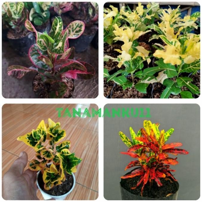 paket 4 tanaman puring kerupuk tb apel koin cabe merah murah