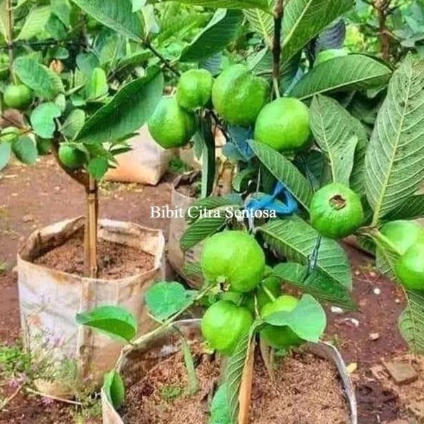 PREMIUM Bibit Buah jambu kristal cangkok jumbo Unggulan