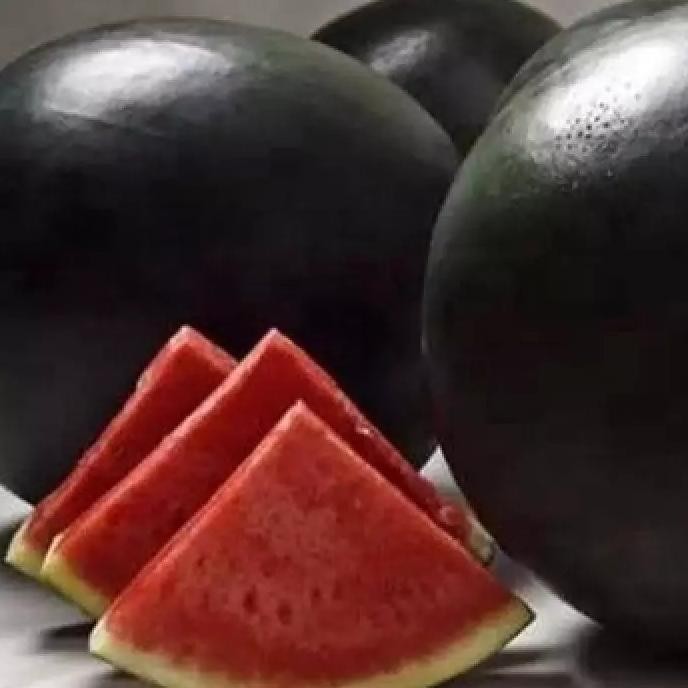 20 benih bibit SEMANGKA HITAM TANPA BIJI BUAH SUPER JUMBO FRESS FFFF PREMIUM