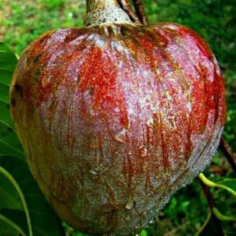 Bibit Srikaya Mulwo Langka/ Bibit Buah Nona Langka/ Srikaya Gundul PREMIUM