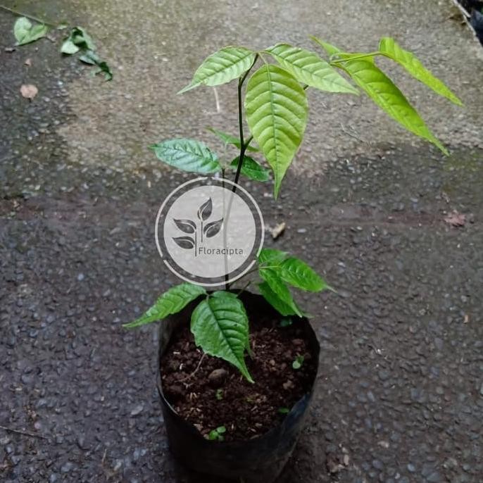 Bibit Pohon Kecapi Bibit Buah Kecapi Tanaman Buah Kecapi SUPER NNNN PREMIUM