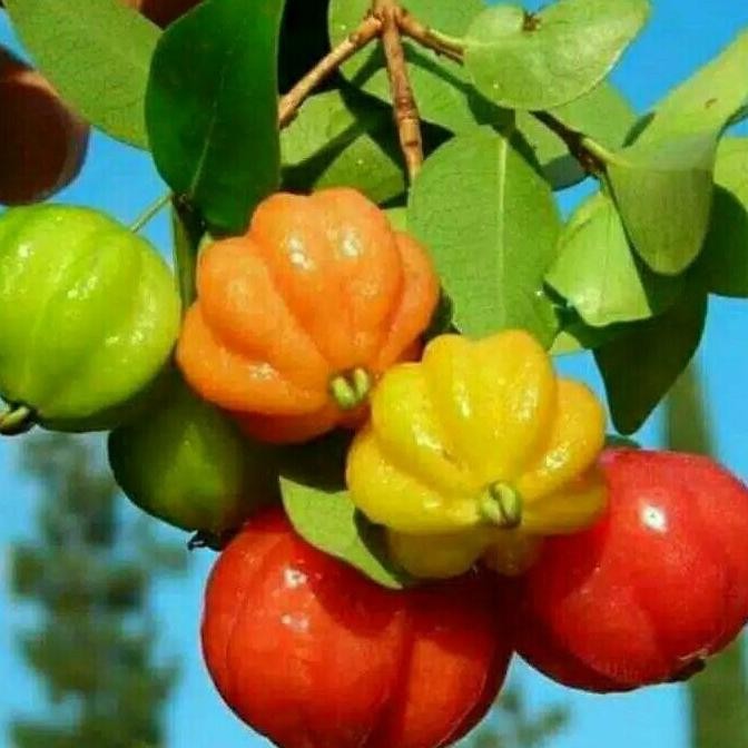 Dendaru Bibit Tanaman Buah Dendaru Cermai Merah, Cermai Belanda siap PREMIUM