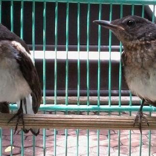 Grosir Burung Kacer Anakan Lolohan