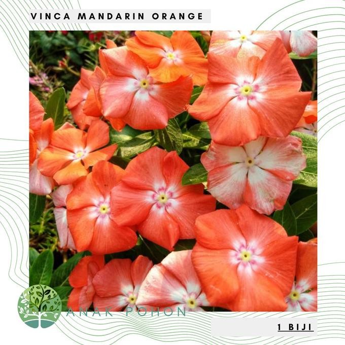 Benih Bibit Biji - Bunga Vinca Mandarin Orange Flower Seeds murah