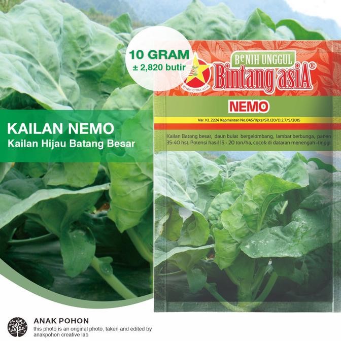 (1 PACK) Benih Kailan NEMO Kailan Hijau Batang Besar Seeds - 10 GRAM murah