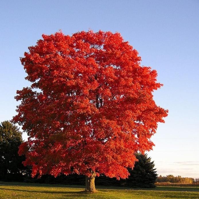 Benih Bibit Biji - American Red Maple / Canadian Maple Tree (Acer rubrum) Pohon Eksotis Seeds - IMPO
