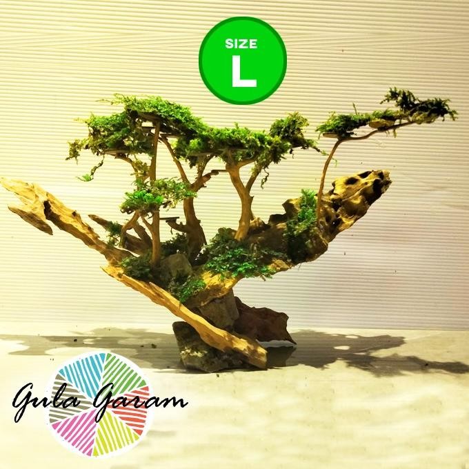 Terlaris Bonsai Jungle Book (L) Tanaman Air Aquascape Hiasan Aquarium Ikan Hias