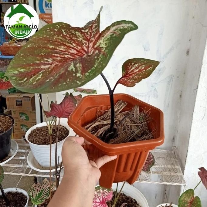 Terlaris Tanaman Hias Caladium Doreng Sayap Remaja