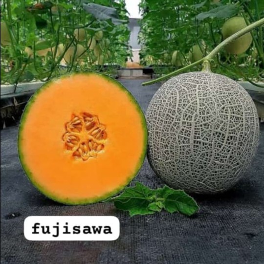 JTTOP" BENIH MELON FUJISAWA RZ REPACK ISI 10 SEED