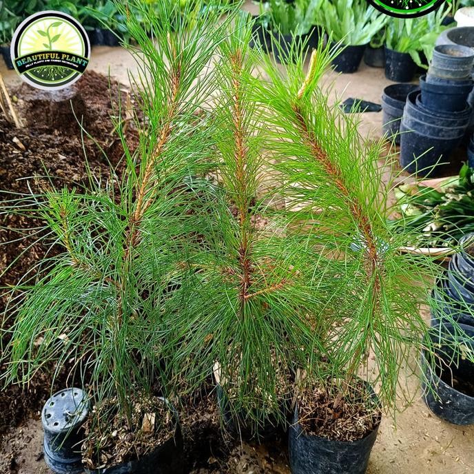 Terlaris Tanaman Hias Cemara Pinus - Pohon Pinus - Bibit Pohon Pinus