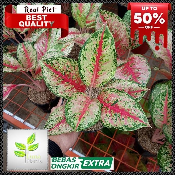 Terlaris Aglonema Sweet Dream / Tanaman Hias Aglonema